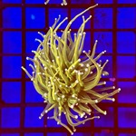 Holy Grail Torch Frag