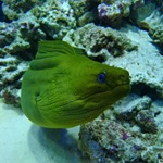 Green Moray Eel