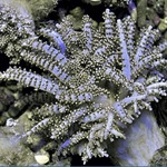 Christmas Tree Coral