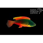 Scott's Fairy Wrasse