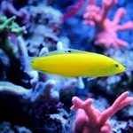 Yellow Wrasse