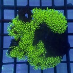 Ultra Green Star Polyp Colony