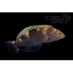 Black Leopard Wrasse