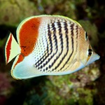 Red Back Pearlscale Butterflyfish