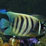 Six Bar Angel Fish