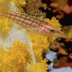 Longnose Hawkfish