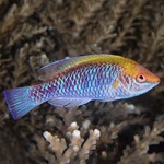 Lubbock's Fairy Wrasse