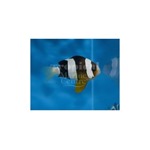 Clark's Clarkii Clownfish