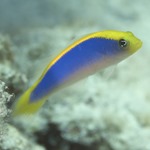 Sunrise Dottyback