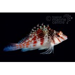 Red Spotted Hawkfish