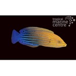 Femininus Tamarin Wrasse