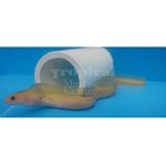 Golden Dwarf Moray Eel