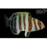 Harlequin Tuskfish