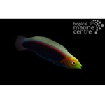 Multicolour Wrasse