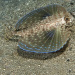 Flying Gurnard