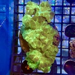 Green Fox Coral