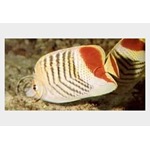 Red Back Pearlscale Butterflyfish