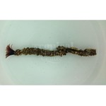 Midnight Feather Worm