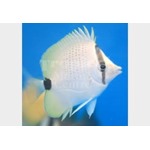 Lemon Butterflyfish