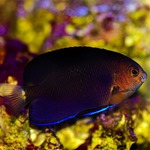 Whitetail Pygmy Dwarf Angel Fish