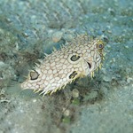 Honeycomb Box Puffer