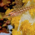 Longnose Hawkfish