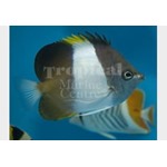 Black Pyramid Butterflyfish