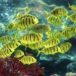 Golden Trevally