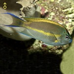 Bellus Lyretail Angel Fish