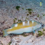 Pudding Wife Wrasse