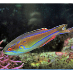 Mauritian Flasher Wrasse