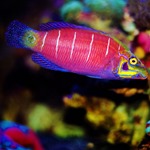 Mystery Lined Wrasse