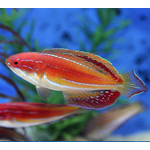 Diamond Tail Flasher Wrasse