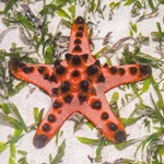 Chocolate Chip Starfish