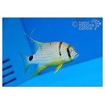 Threadfin Snapper