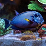 Freckle Face Tang