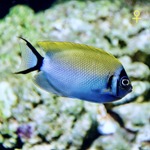 Japanese Lyretail Angel Fish