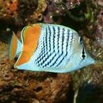 Madagascar Pearlscale Butterflyfish