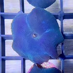 Blue Mushroom Polyp