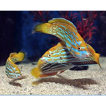 Lennardi Tamarin Wrasse