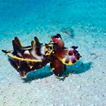 Flamboyant Cuttlefish 