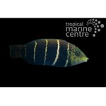 Barred Thicklip Wrasse