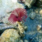 Midnight Feather Worm