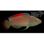 Pink Margined Fairy Wrasse