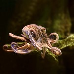 Common Octopus