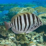 Zebra Tang