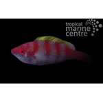 Yellow Fin Fairy Wrasse