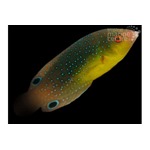 Twistii Tamarin Wrasse