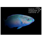 Quoyi Parrotfish