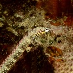 Dragon Pipefish